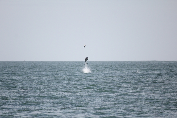 Dolphin Watching Boat Trip - 13 May 2018 (Photo supplied by Joe O'Dea)